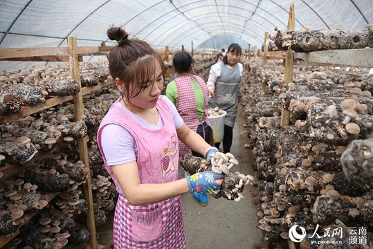 云南宁洱:香菇扶贫车间助农脱贫增收 第1页