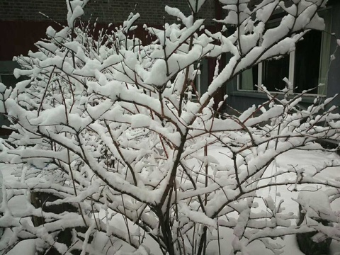 泰山初雪迎立冬,树枝挂雪挺喜人 第1页