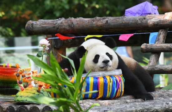 吉林:大熊猫“初心”与“牧云”迎来4岁生日 第1页