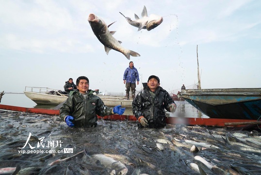 安徽五河:沱湖冬捕300万斤生态鱼将投放市场(4) 第4页