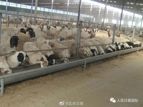 已进隔离免疫区 蒙古国捐赠的3万只羊真的要来了(2) 第2页