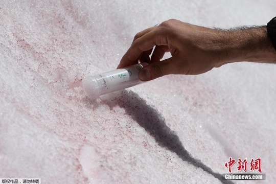 研究员在意大利冰川顶端采集粉色降雪样本 第1页