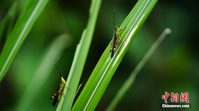 云南江城:全力消杀入侵蝗虫(3) 第3页