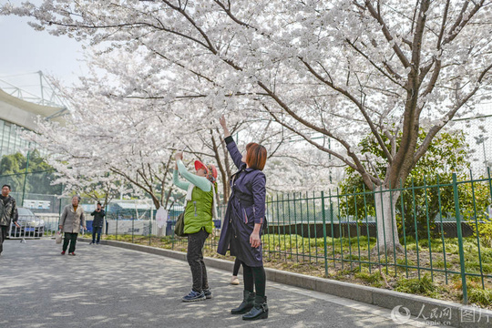 上海“最美地铁口”樱花盛开 市民争相打卡(5) 第5页