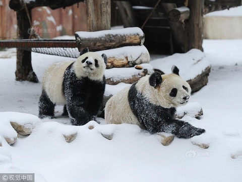 长春迎降雪 熊猫姐妹花雪中撒欢(4) 第4页