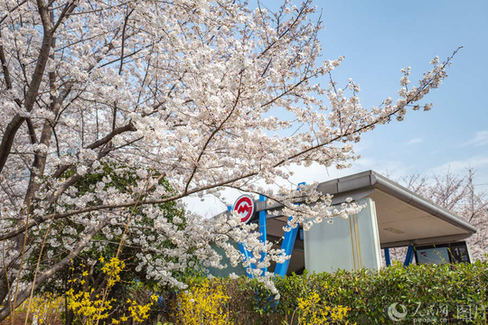 上海“最美地铁口”樱花盛开 市民争相打卡 第1页