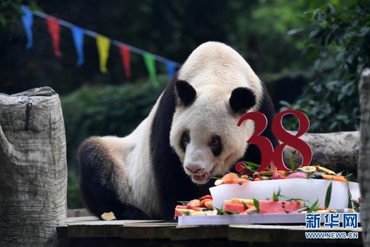 全球最长寿圈养大熊猫“新星”去世 第1页