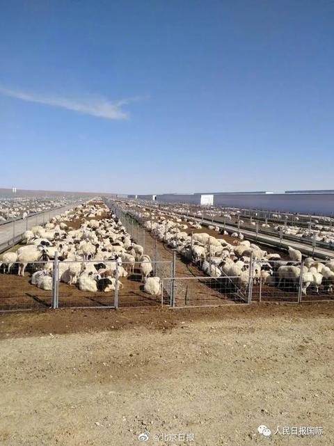 已进隔离免疫区 蒙古国捐赠的3万只羊真的要来了 第1页