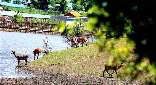 【全域旅游·大德敦化】宅家看美景——沙河沿皇家鹿园(6) 第6页