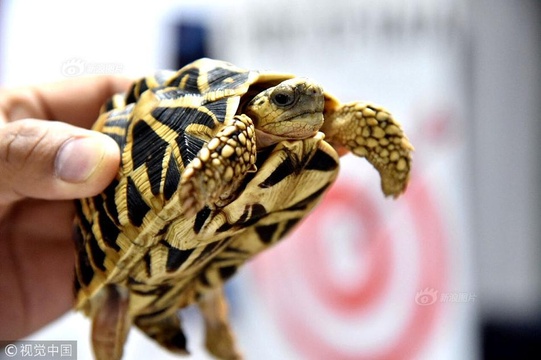 菲律宾海关查获1500只被胶带包裹的活海龟(4) 第4页