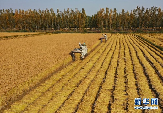 河北秋粮收获接近尾声 第1页