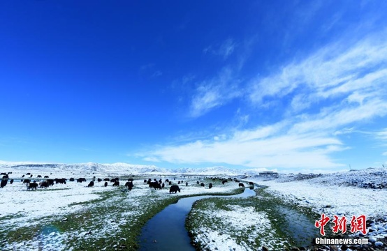 四川红原草原“夏”雪美如画 第1页