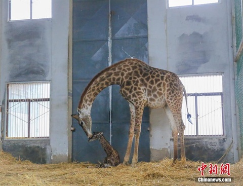 济南野生动物世界添小长颈鹿 出生身高近2米(2) 第2页