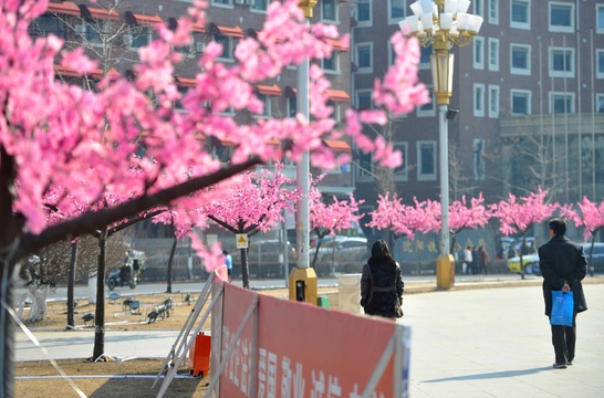 “塑料桃花”点缀沈阳街头 引市民欣赏 第1页