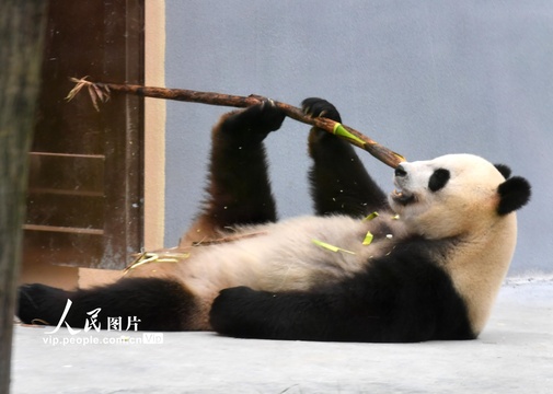 湖南凤凰中华大熊猫苑试开园 第1页