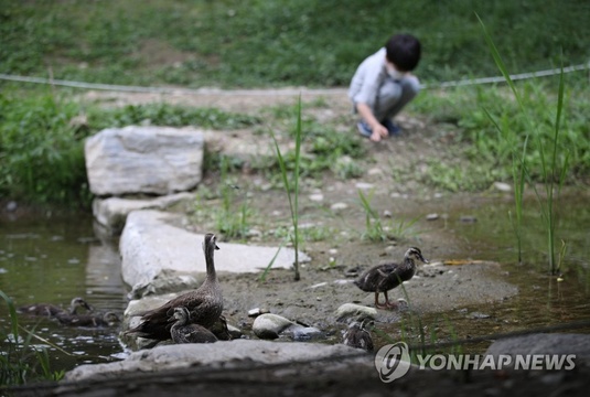 韩国首尔林公园夏季绿色盎然 吸引市民前往纳凉(11) 第11页