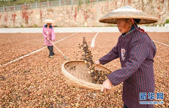 【高清】贵州松桃:金秋油茶喜丰收(2) 第2页