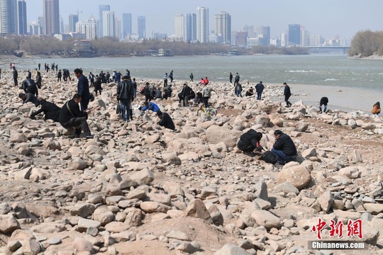 黄河兰州段河床裸露 民众寻“奇石”(5) 第5页