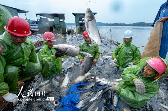 江西仙女湖:巨网秋捕迎丰年(5) 第5页