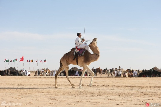 突尼斯国际撒哈拉节 赛马斗骆驼好不热闹 第1页