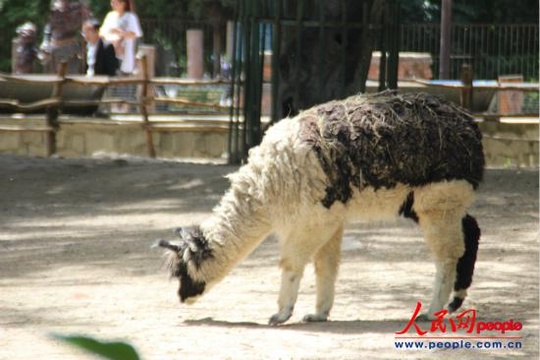 生物多样性国际日——北京动物园走一走(6) 第6页