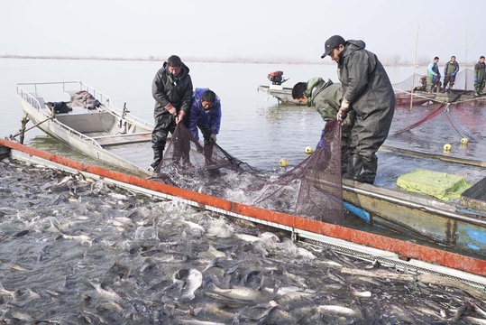 五河沱湖迎来冬捕 300万斤生态鱼即将“新鲜”上市 第1页