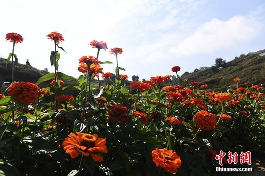 兰州荒山变“七彩花海” 黄土山峦如彩带(6) 第6页