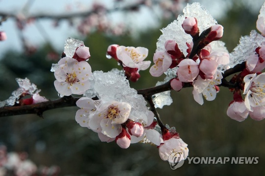 韩国江原道:阳春三月梅雪争春【组图】 第1页