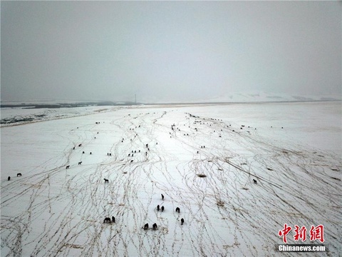 雪落山丹马场 勾勒冬日草原美景图 第1页