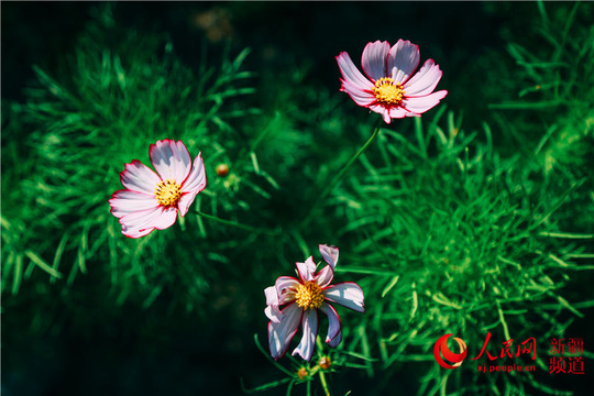 7月花开,来乌尔禾千亩海棠林花海中徜徉(组图)(2) 第2页