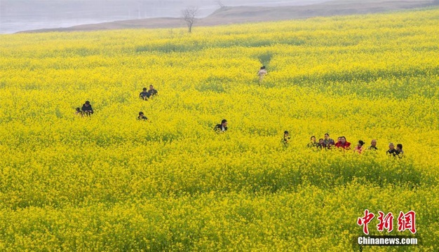 千亩油菜花海扮靓江西“龙尾洲” 第1页