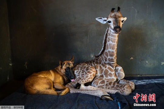 长颈鹿宝宝出生遭抛弃 与牧羊犬成好友受到精心照顾 第1页