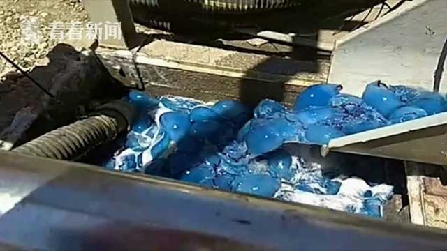 发电厂惊现上千只蓝色水母 工人出动抽水机清理(2) 第2页