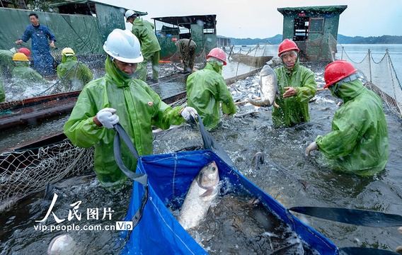 江西仙女湖:巨网秋捕迎丰年(9) 第9页