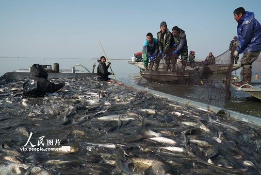 安徽五河:沱湖冬捕300万斤生态鱼将投放市场 第1页