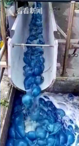 发电厂惊现上千只蓝色水母 工人出动抽水机清理(4) 第4页