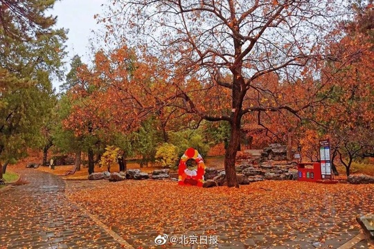 雨水打落红叶,为香山铺上深秋地毯(5) 第5页