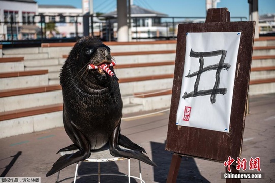 日本海狮挥毫写下汉字“丑” 迎接辛丑牛年(3) 第3页