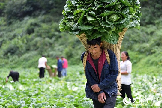 湖北保康:高山蔬菜助农增收脱贫(12) 第12页