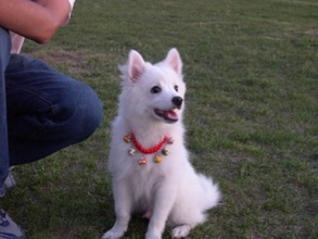 适合女生饲养的小型犬 适合女生饲养的小型犬