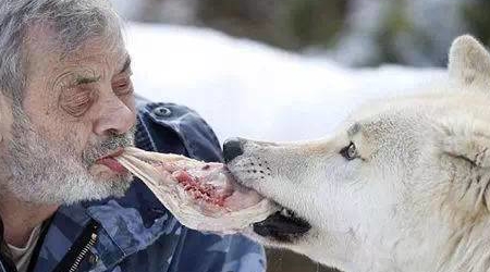 恐怖"狼人"变身头领,用嘴喂食饥饿北极狼