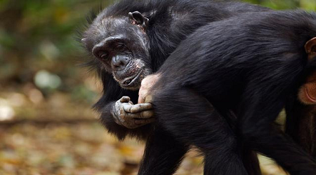 来看看全球神奇的超能力动物