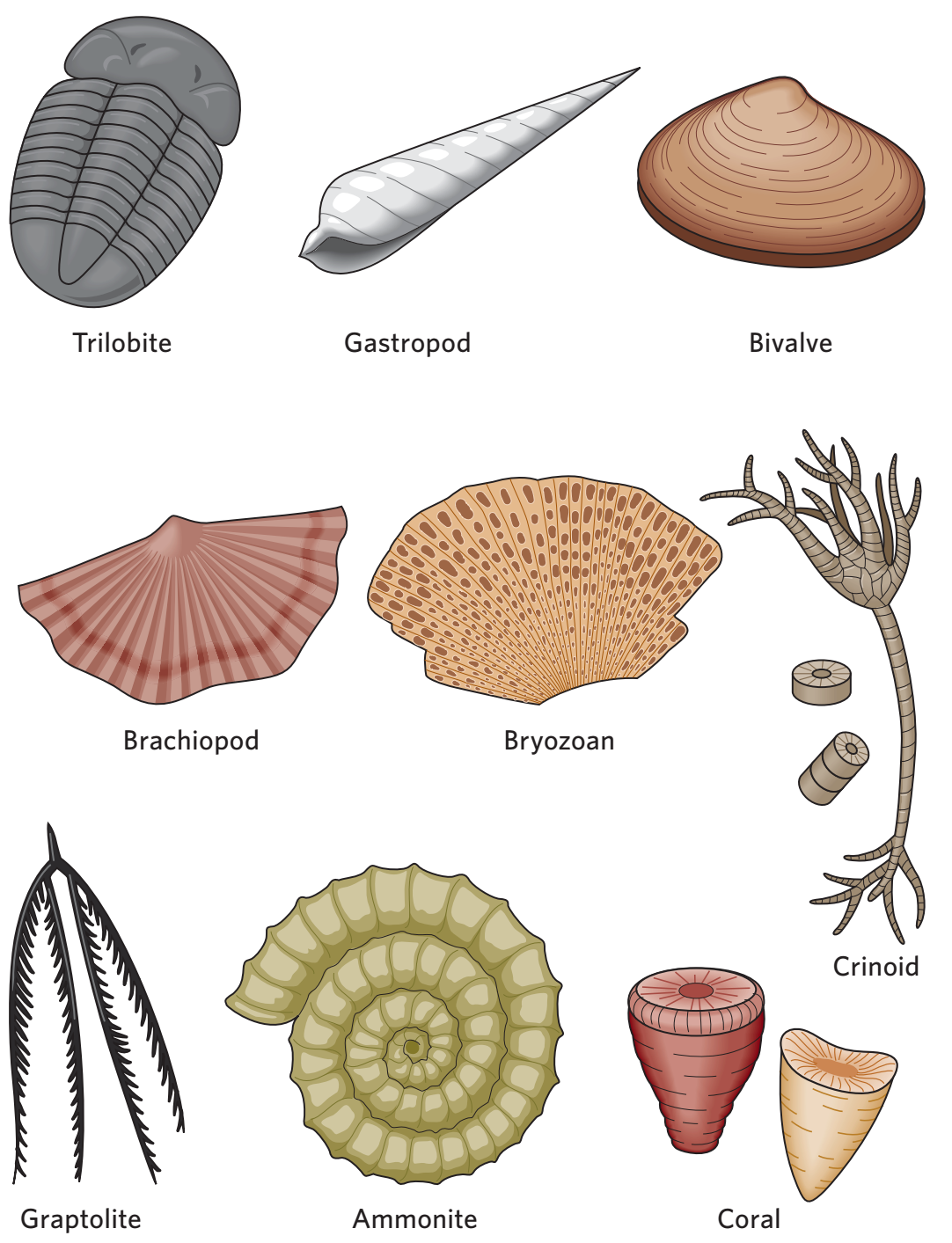 化石 搜狗科学百科