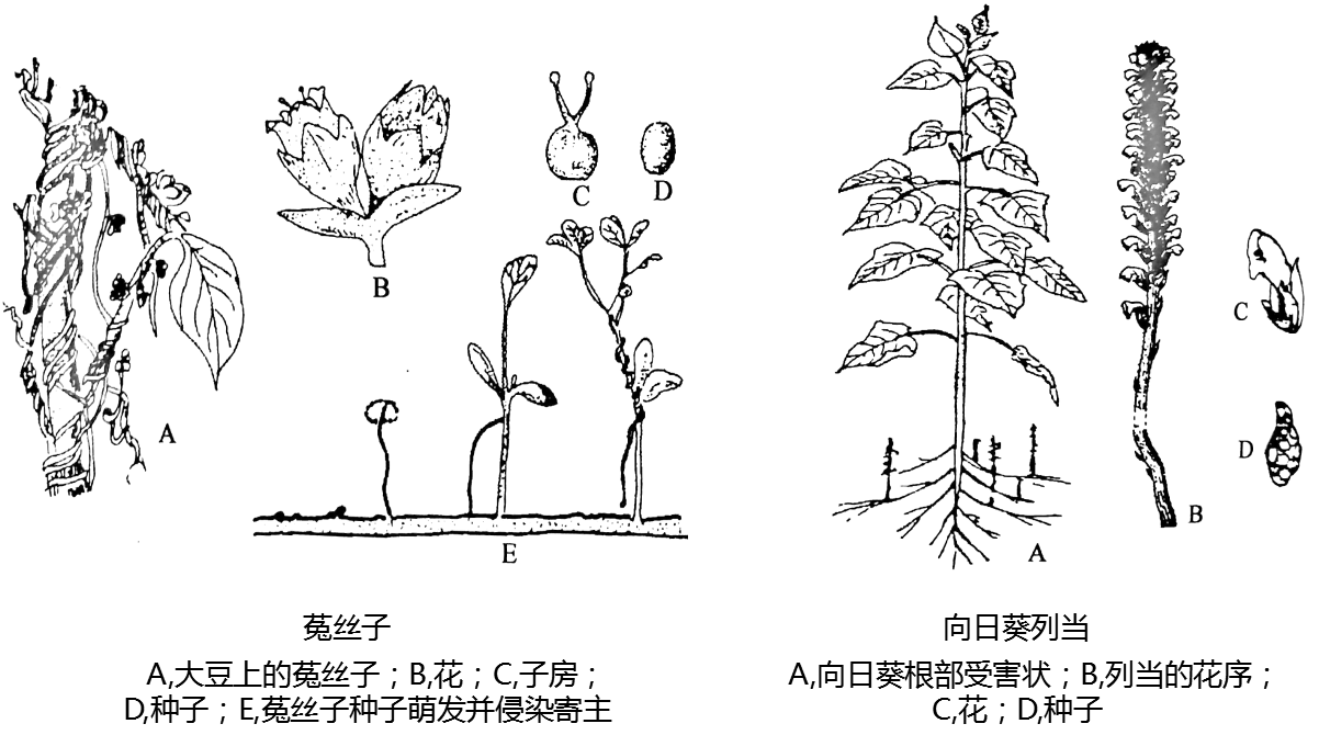 植物病原物 搜狗科学百科