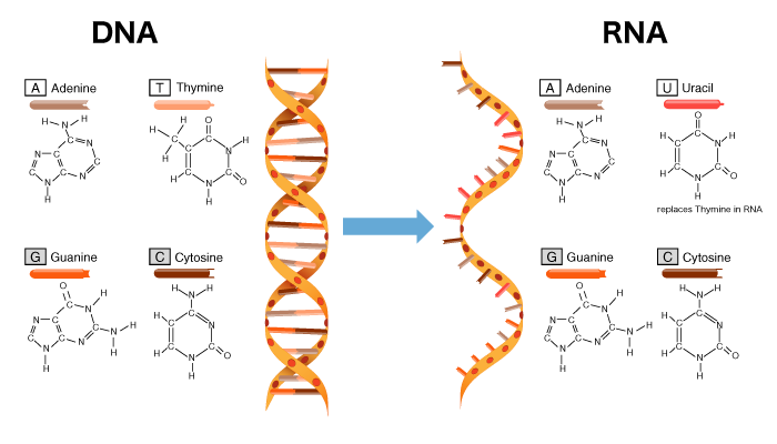 碱基对 搜狗科学百科