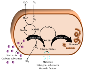 Egf Induced Ros H2o2 Generation In A431 Cells A Cells Were Download Scientific Diagram