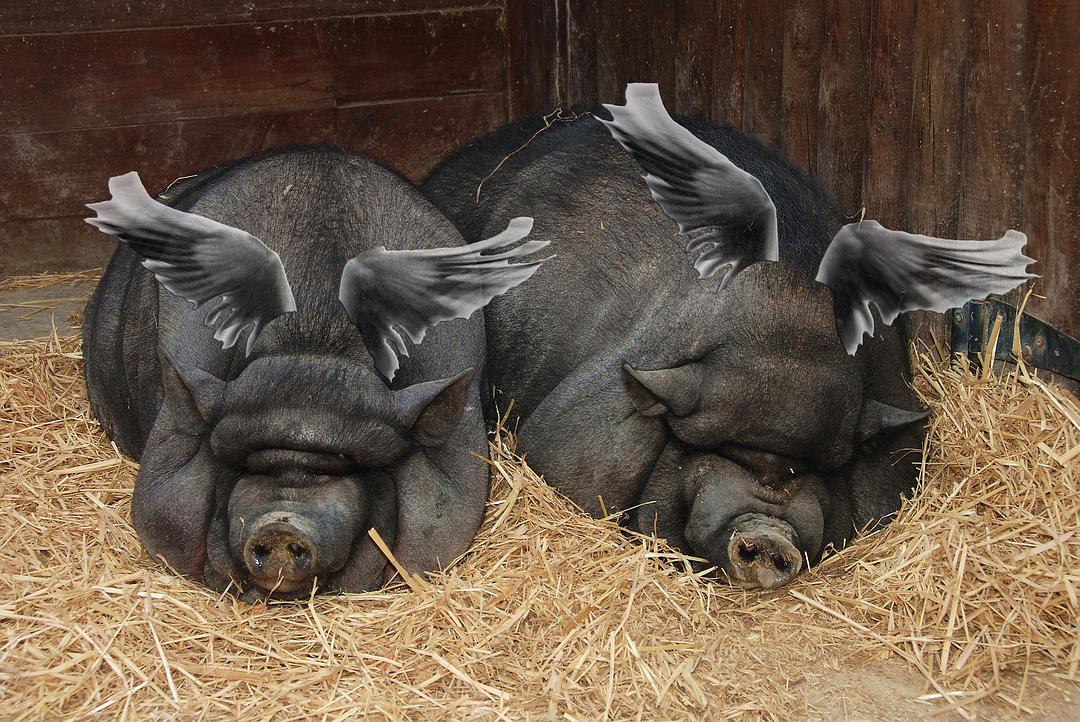 有毛冇翼飞天猪