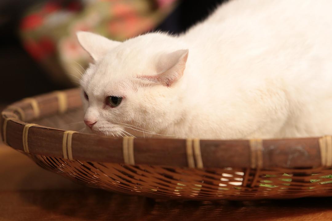 猫侍:玉之丞进军江户