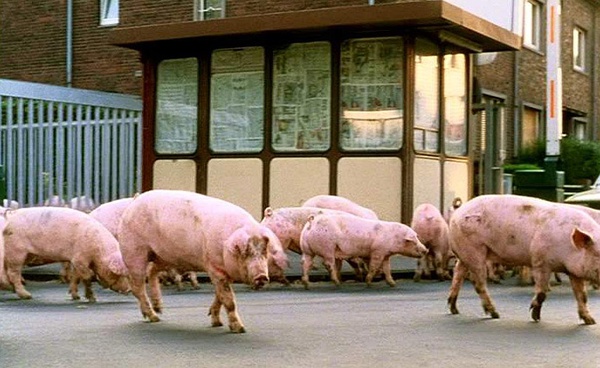 《小猪快跑》-高清电影-在线观看