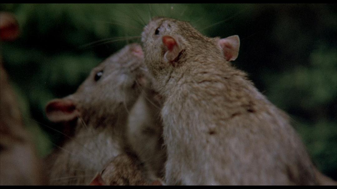 食人老鼠电影图片